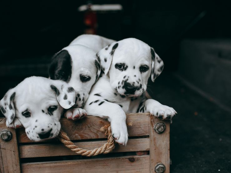 cuccioli di dalmata in cassa di legno